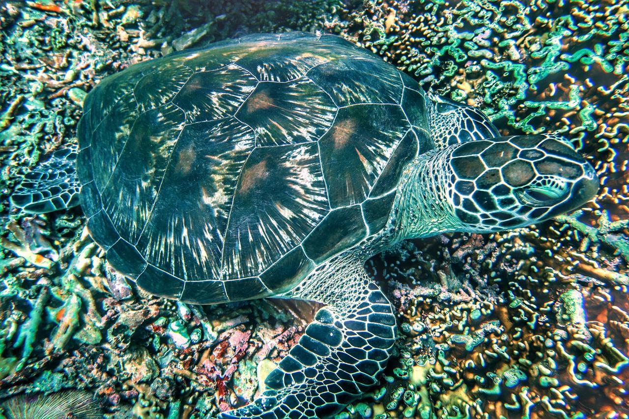 Purple Beach - Maithelia - Gili Air Esterno foto