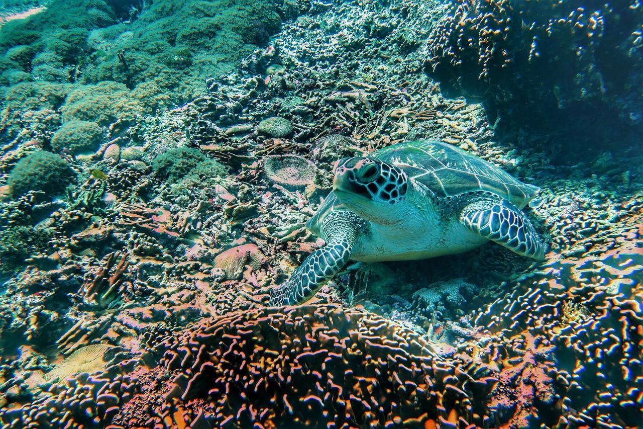 Purple Beach - Maithelia - Gili Air Esterno foto